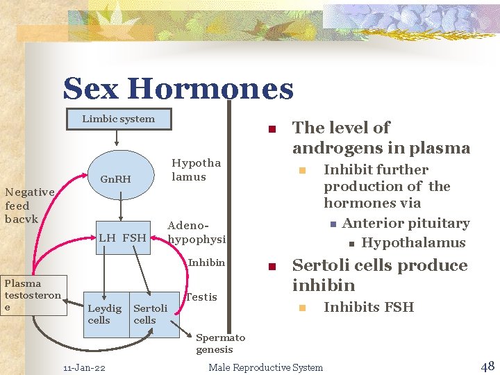 Sex Hormones Limbic system n Hypotha lamus Gn. RH Negative feed bacvk LH FSH