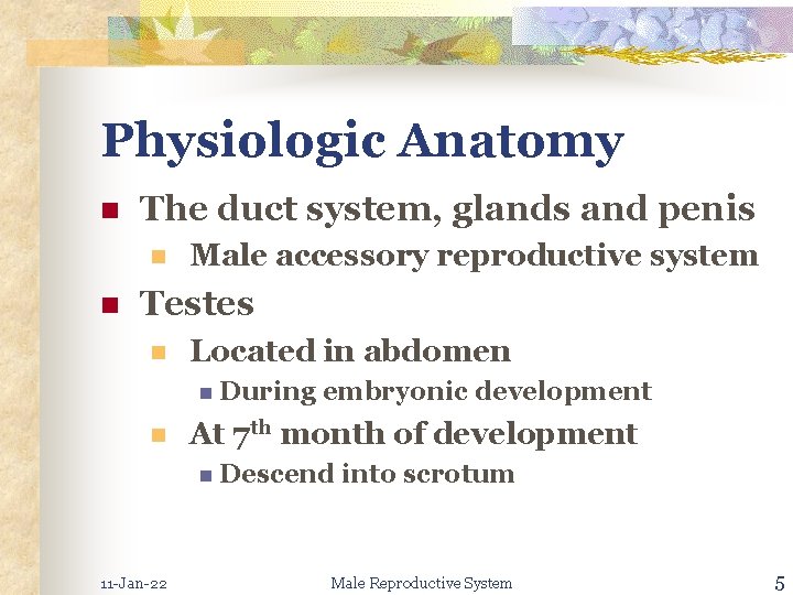 Physiologic Anatomy n The duct system, glands and penis n n Male accessory reproductive