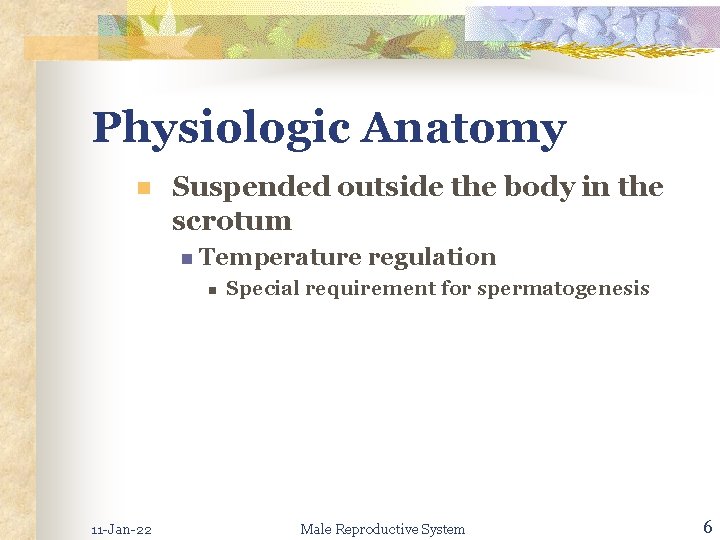 Physiologic Anatomy n Suspended outside the body in the scrotum n Temperature n 11