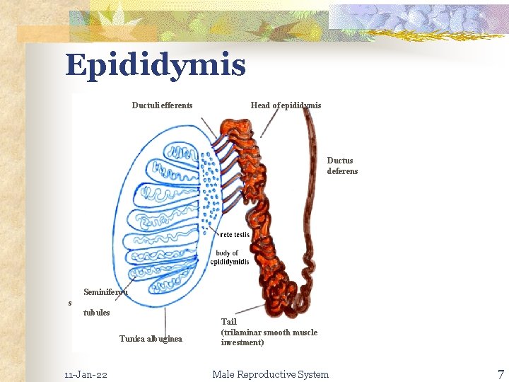 Epididymis Ductuli efferents Head of epididymis Ductus deferens Seminiferou s tubules Tunica albuginea 11