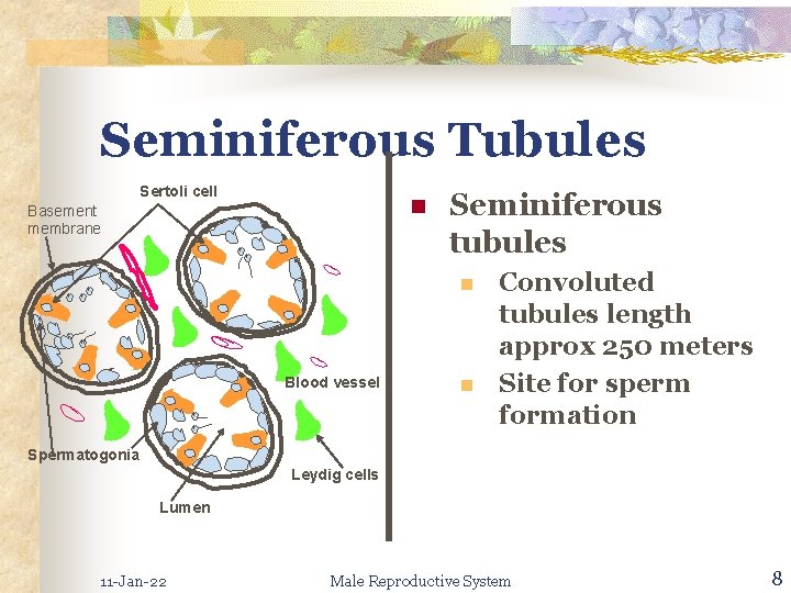 Seminiferous Tubules Sertoli cell n Basement membrane Seminiferous tubules n Blood vessel n Convoluted