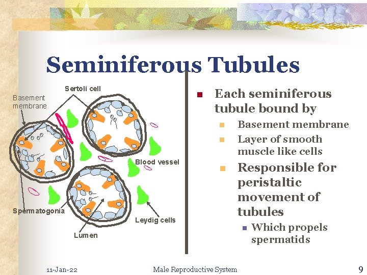 Seminiferous Tubules Sertoli cell n Basement membrane Each seminiferous tubule bound by n n