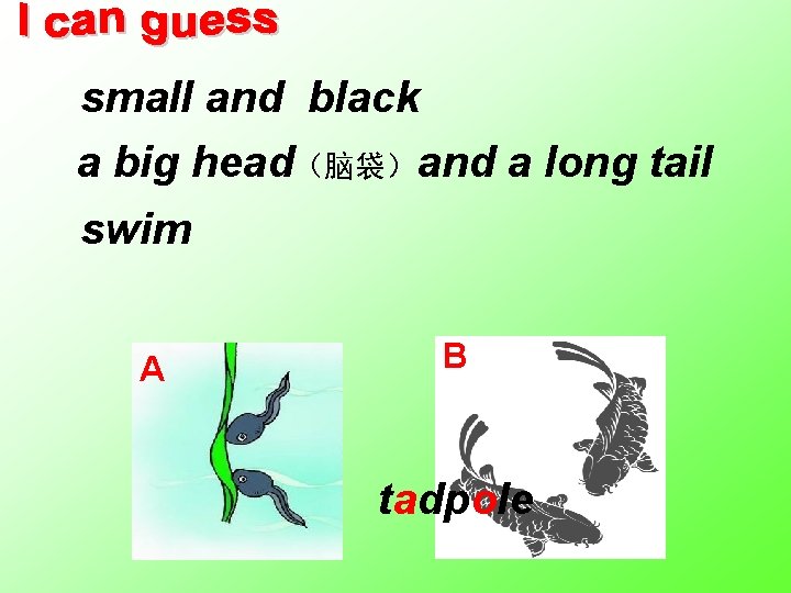 small and black a big head（脑袋）and a long tail swim A B tadpole 