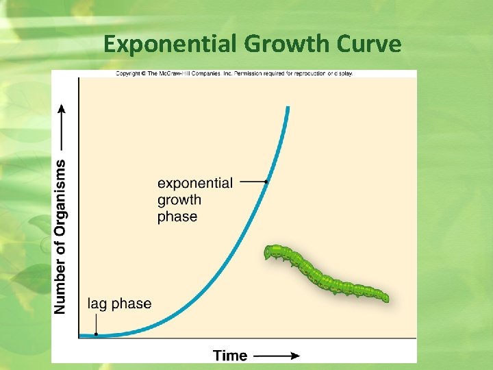 Exponential Growth Curve 
