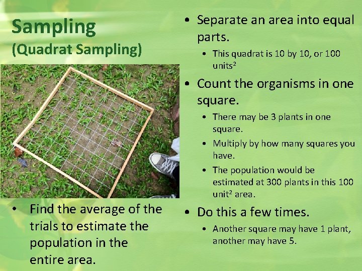 Sampling (Quadrat Sampling) • Separate an area into equal parts. • This quadrat is