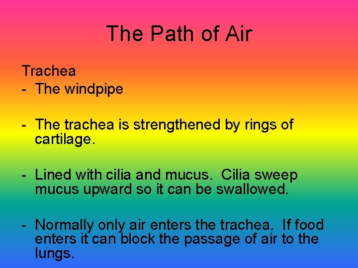The Path of Air Trachea - The windpipe - The trachea is strengthened by