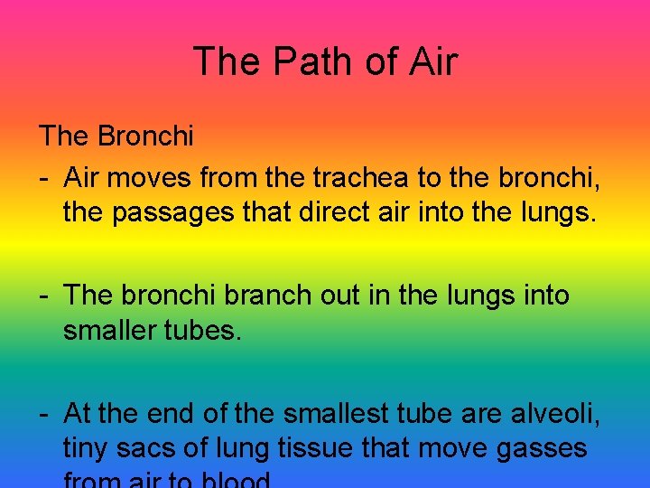 The Path of Air The Bronchi - Air moves from the trachea to the