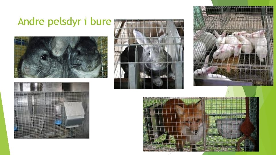 Andre pelsdyr i bure 