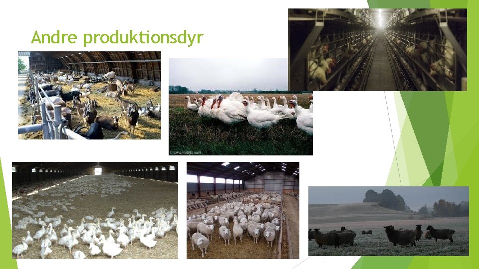 Andre produktionsdyr 