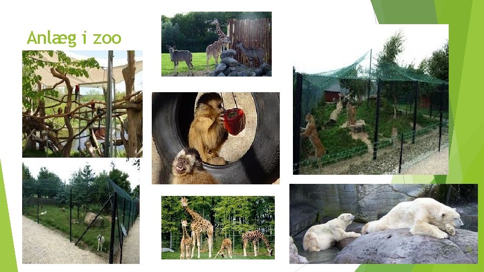 Anlæg i zoo 