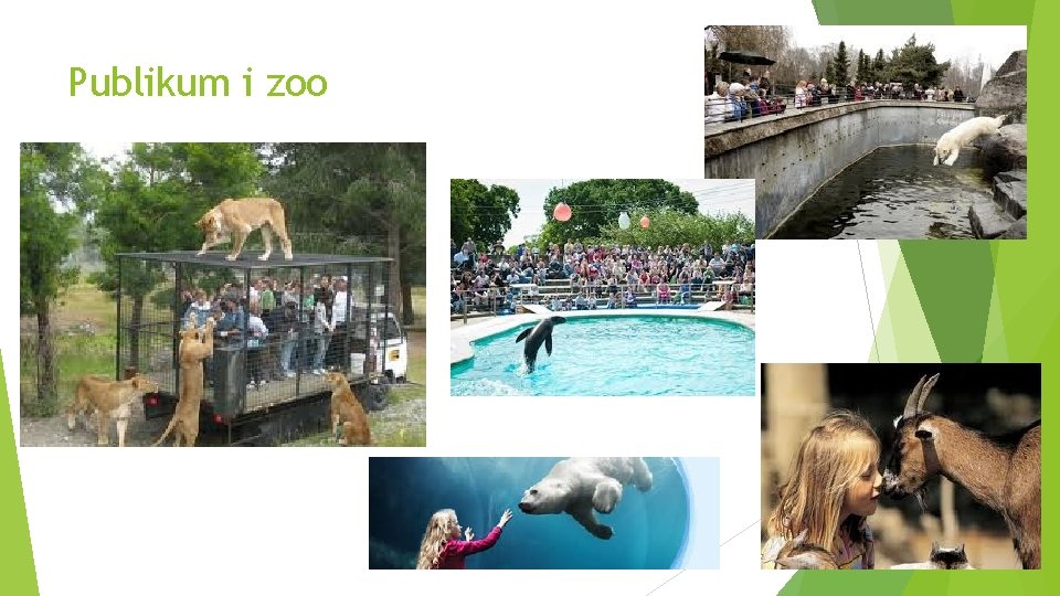 Publikum i zoo 