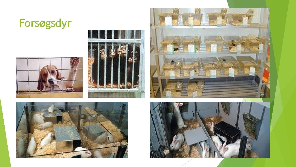 Forsøgsdyr 