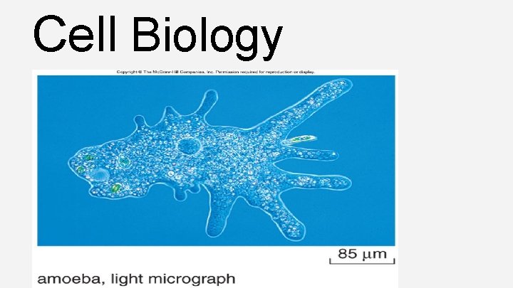 Cell Biology 