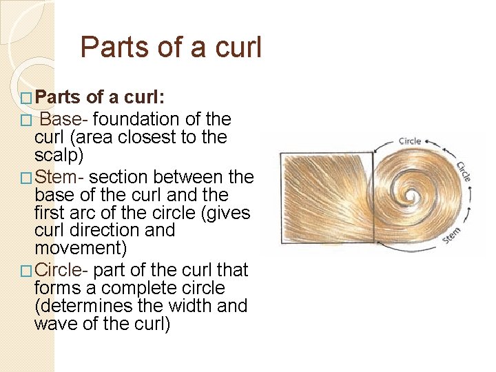 Parts of a curl �Parts of a curl: � Base- foundation of the curl