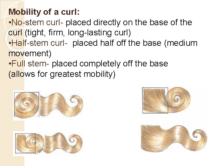 Mobility of a curl: • No-stem curl- placed directly on the base of the