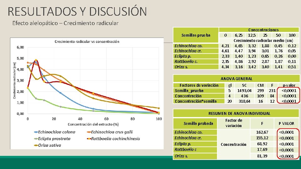 RESULTADOS Y DISCUSIÓN Efecto alelopático – Crecimiento radicular Semillas prueba Echinochloa co. Echinochloa cr.