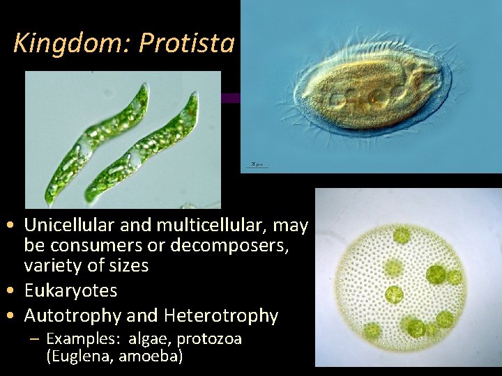 Kingdom: Protista • Unicellular and multicellular, may be consumers or decomposers, variety of sizes