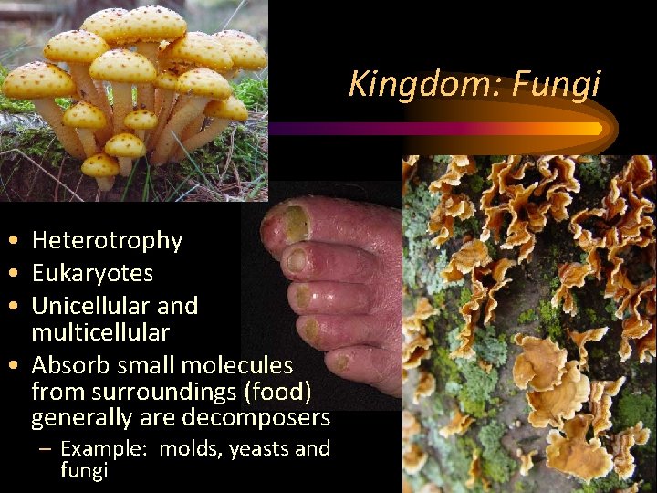 Kingdom: Fungi • Heterotrophy • Eukaryotes • Unicellular and multicellular • Absorb small molecules