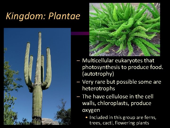 Kingdom: Plantae – Multicellular eukaryotes that photosynthesis to produce food. (autotrophy) – Very rare