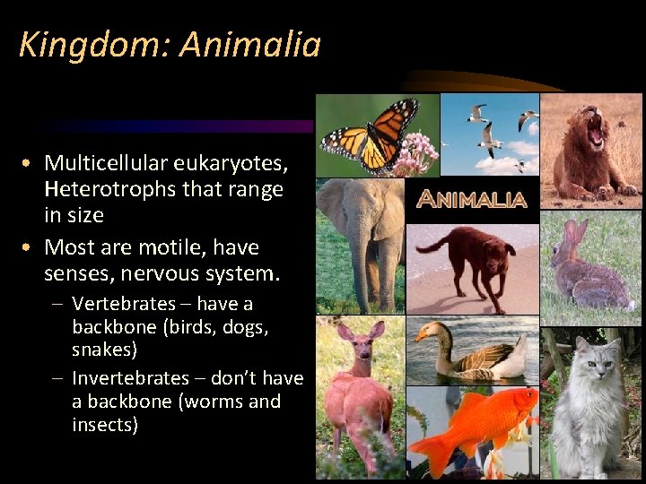 Kingdom: Animalia • Multicellular eukaryotes, Heterotrophs that range in size • Most are motile,