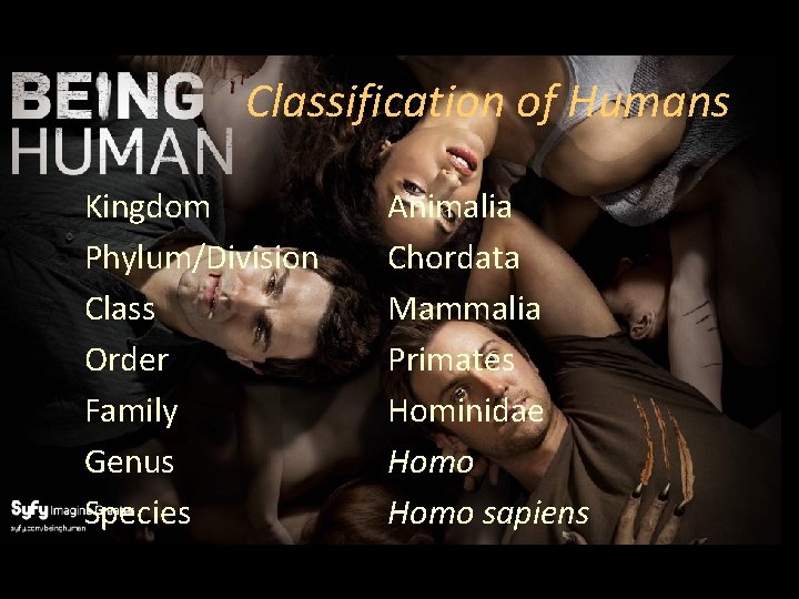 Classification of Humans Kingdom Phylum/Division Class Order Family Genus Species Animalia Chordata Mammalia Primates