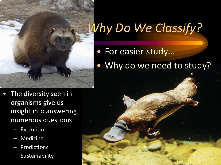 Why Do We Classify? • For easier study… • Why do we need to