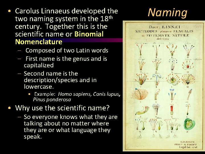  • Carolus Linnaeus developed the two naming system in the 18 th century.