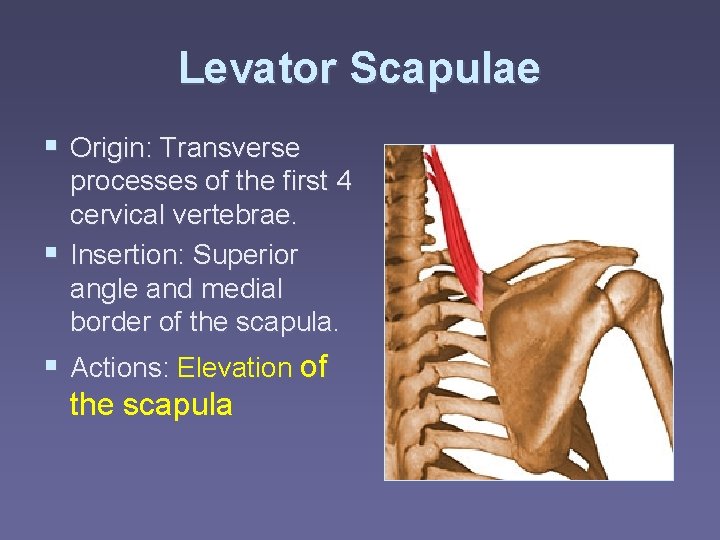 Levator Scapulae § Origin: Transverse processes of the first 4 cervical vertebrae. § Insertion:
