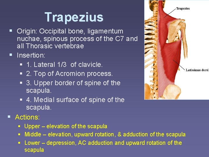 Trapezius § Origin: Occipital bone, ligamentum nuchae, spinous process of the C 7 and