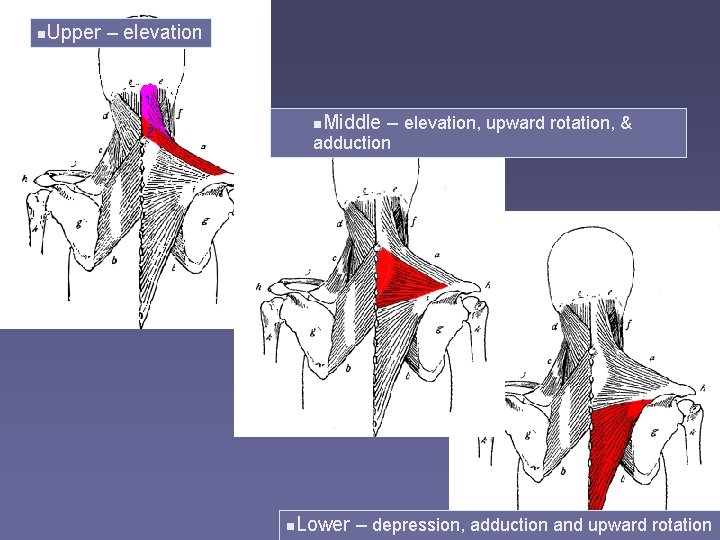 n Upper – elevation n Middle – elevation, upward rotation, & adduction n Lower