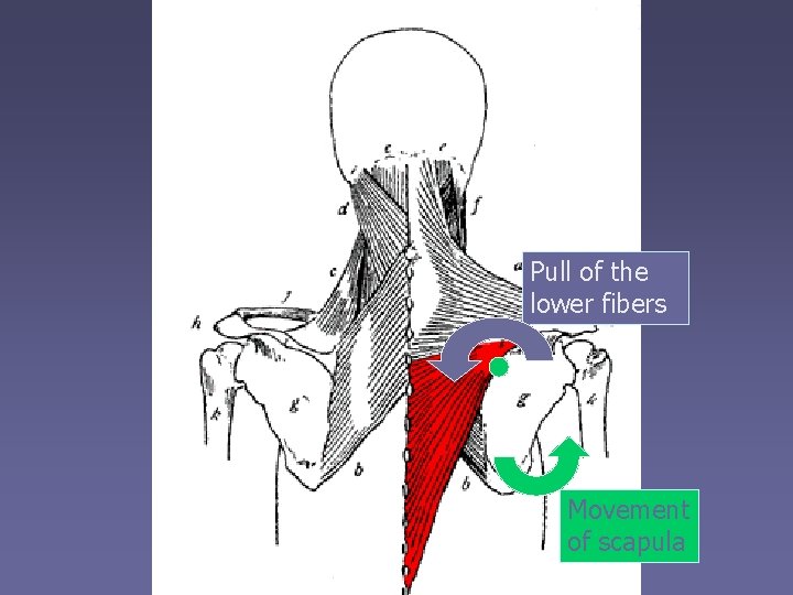 Pull of the lower fibers Movement of scapula 