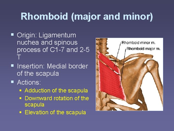 Rhomboid (major and minor) § Origin: Ligamentum nuchea and spinous process of C 1