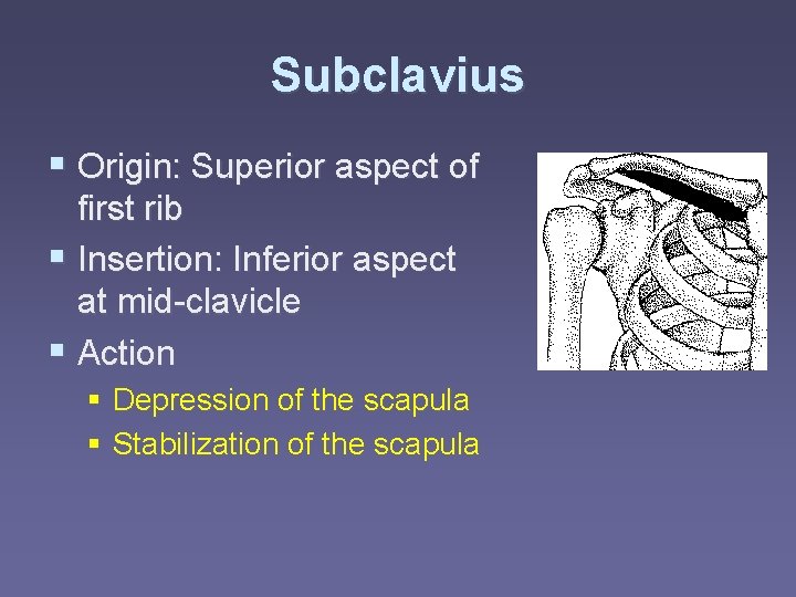 Subclavius § Origin: Superior aspect of first rib § Insertion: Inferior aspect at mid-clavicle