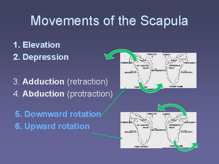 Movements of the Scapula 1. Elevation 2. Depression 3. Adduction (retraction) 4. Abduction (protraction)