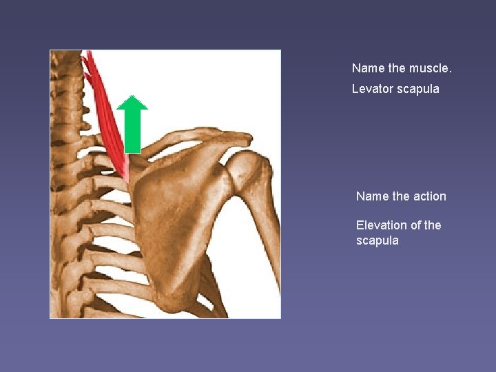 Name the muscle. Levator scapula Name the action Elevation of the scapula 