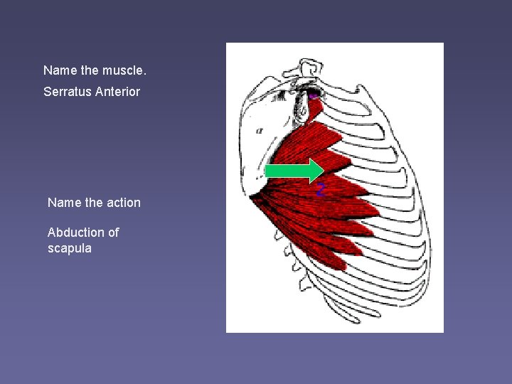 Name the muscle. Serratus Anterior Name the action Abduction of scapula 