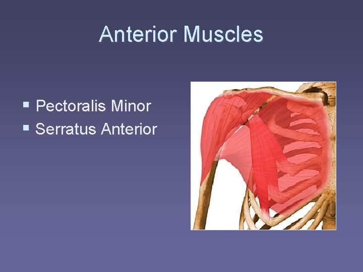 Anterior Muscles § Pectoralis Minor § Serratus Anterior 