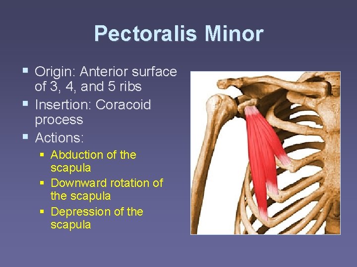 Pectoralis Minor § Origin: Anterior surface of 3, 4, and 5 ribs § Insertion: