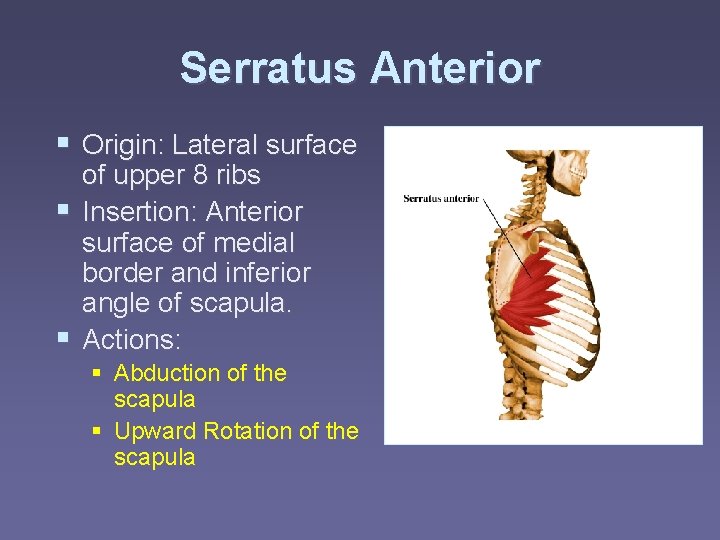 Serratus Anterior § Origin: Lateral surface of upper 8 ribs § Insertion: Anterior surface