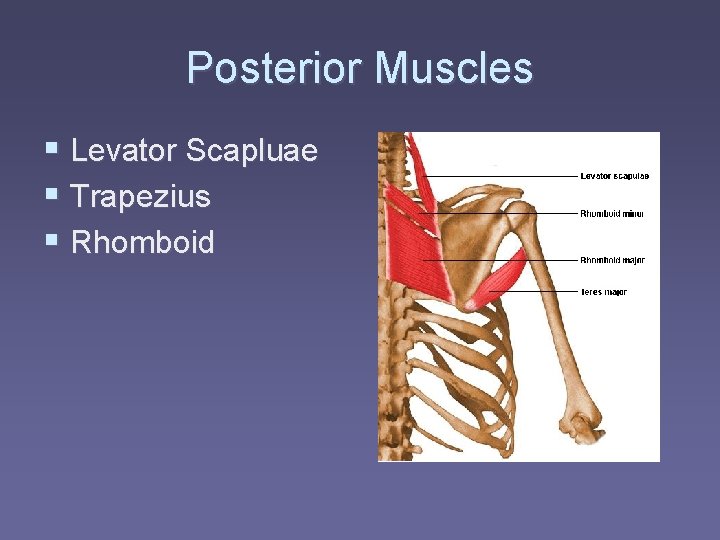 Posterior Muscles § Levator Scapluae § Trapezius § Rhomboid 