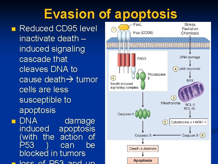 Evasion of apoptosis n n Reduced CD 95 level inactivate death – induced signaling