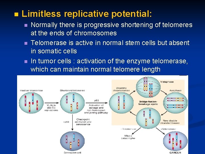 n Limitless replicative potential: n n n Normally there is progressive shortening of telomeres