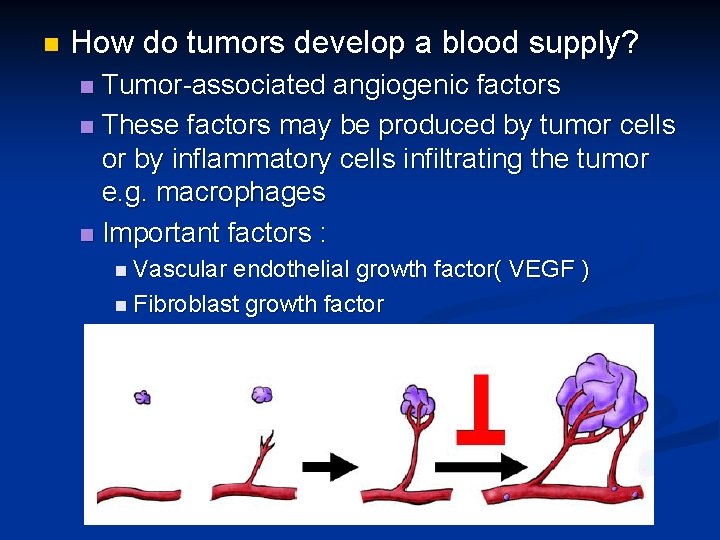 n How do tumors develop a blood supply? Tumor-associated angiogenic factors n These factors