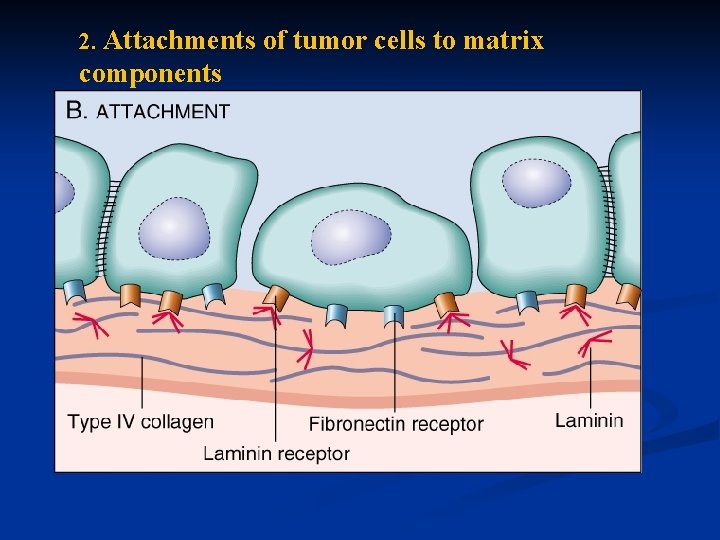 2. Attachments of tumor cells to matrix components 