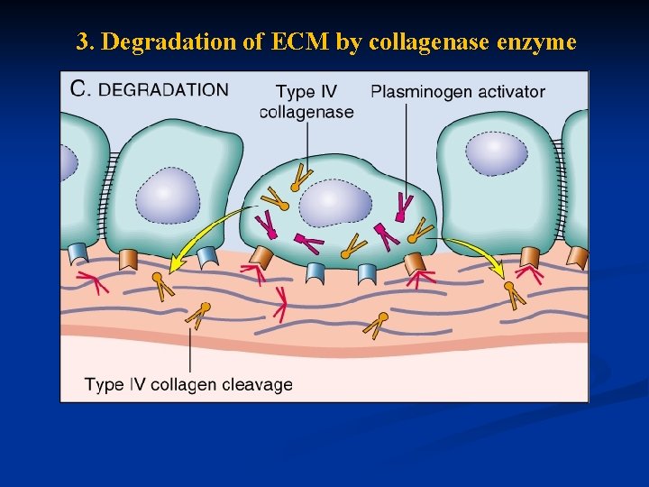 3. Degradation of ECM by collagenase enzyme 