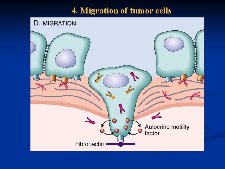 4. Migration of tumor cells 