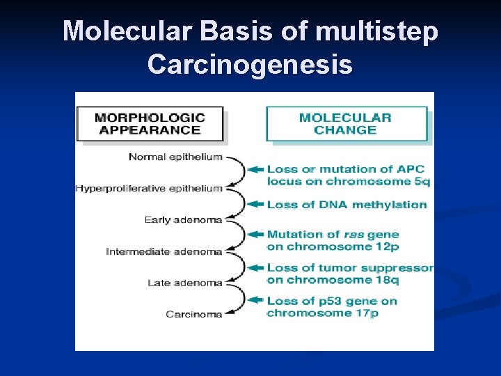 Molecular Basis of multistep Carcinogenesis 