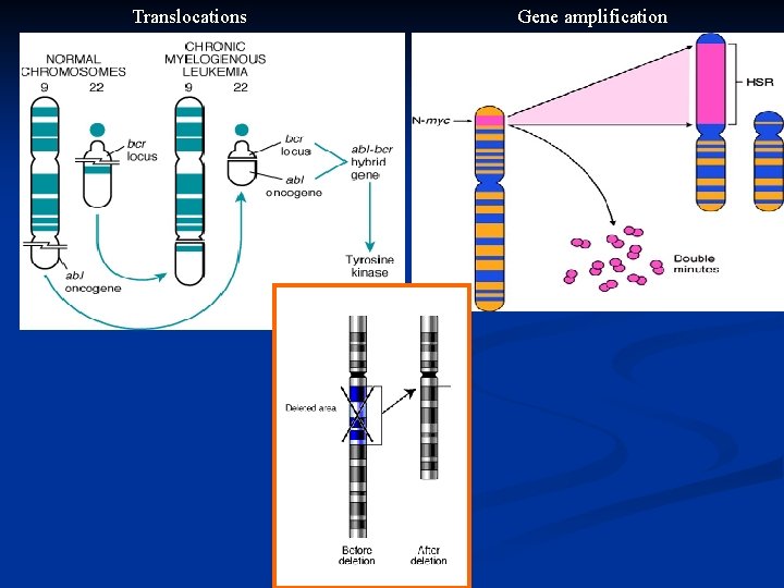 Translocations Gene amplification 