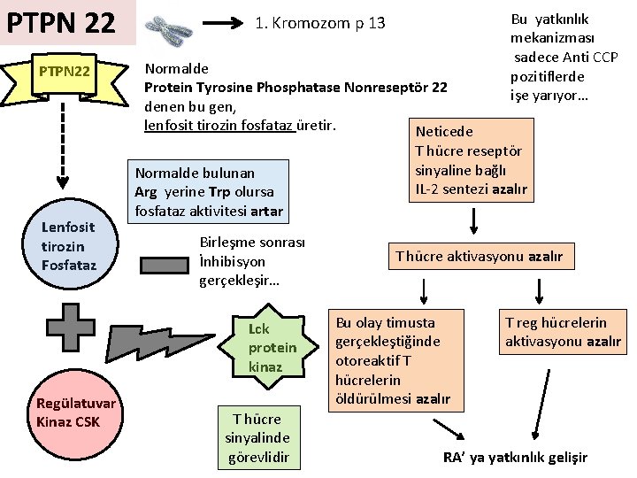 PTPN 22 Lenfosit tirozin Fosfataz 1. Kromozom p 13 Normalde Protein Tyrosine Phosphatase Nonreseptör