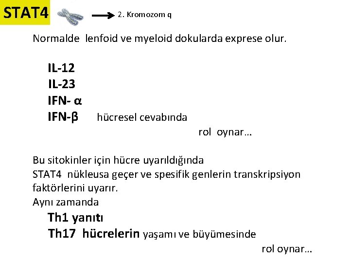 STAT 4 2. Kromozom q Normalde lenfoid ve myeloid dokularda exprese olur. IL-12 IL-23